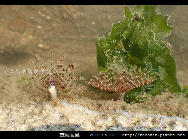 旋鰓管蟲 Sabellastarte spectabilis_05.jpg