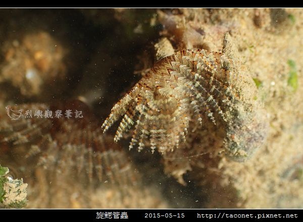旋鰓管蟲 Sabellastarte spectabilis_03.jpg