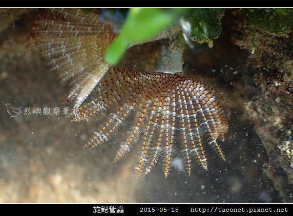 旋鰓管蟲 Sabellastarte spectabilis_02.jpg
