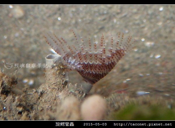 旋鰓管蟲 Sabellastarte spectabilis_01.jpg