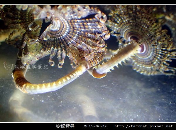 旋鰓管蟲 Sabellastarte spectabilis_13.jpg