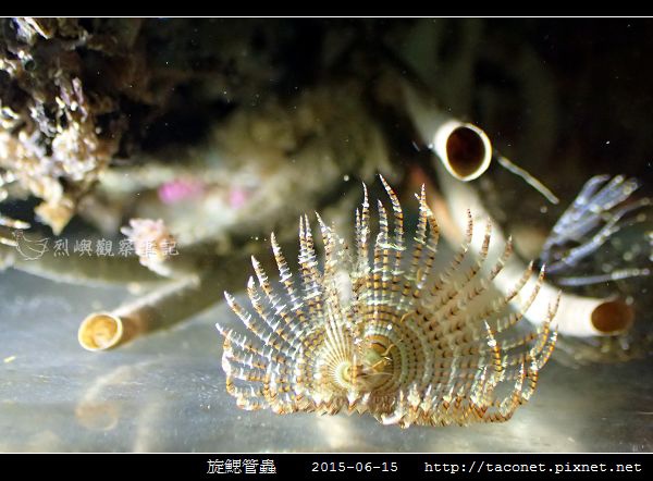 旋鰓管蟲 Sabellastarte spectabilis_12.jpg