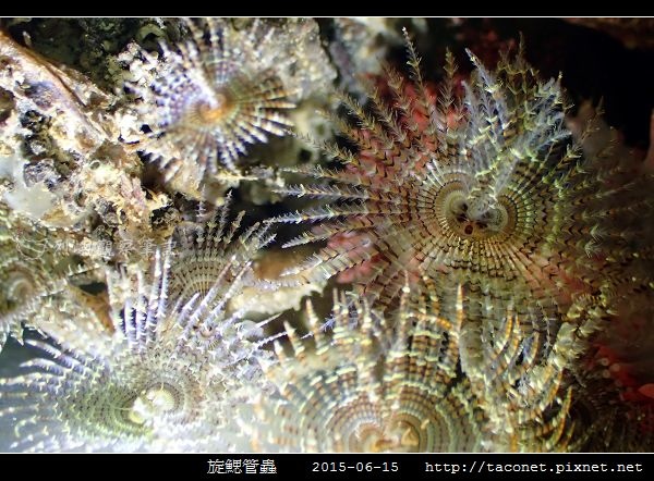 旋鰓管蟲 Sabellastarte spectabilis_10.jpg