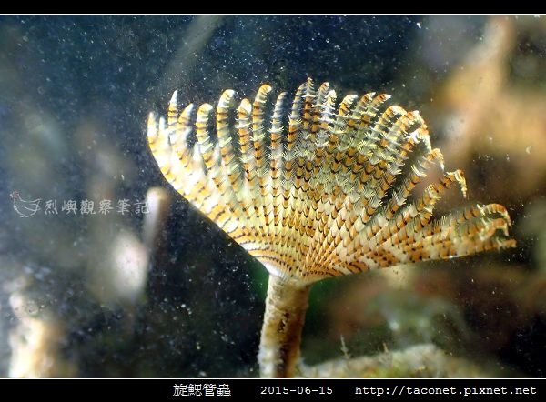 旋鰓管蟲 Sabellastarte spectabilis_09.jpg