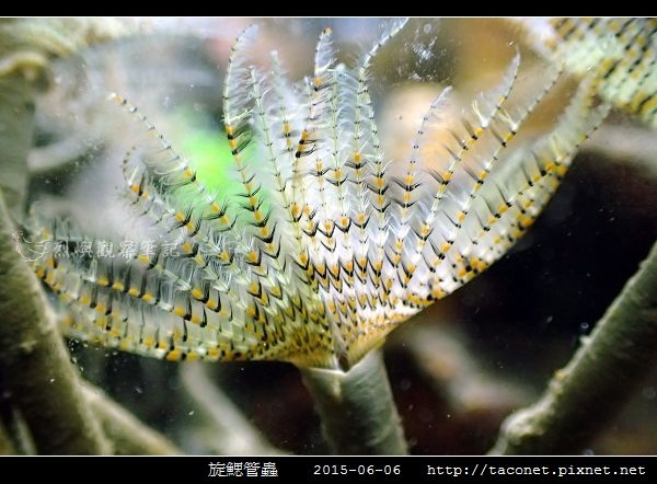 旋鰓管蟲 Sabellastarte spectabilis_08.jpg