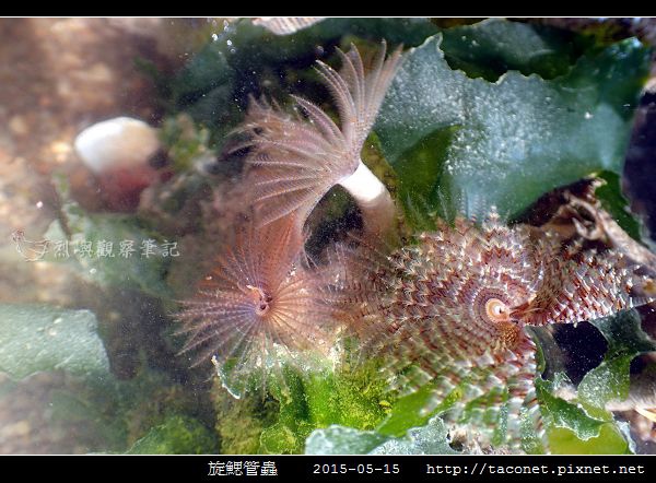 旋鰓管蟲 Sabellastarte spectabilis_07.jpg