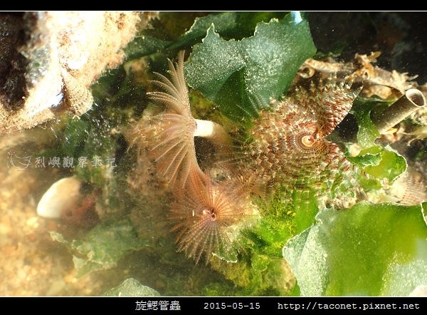 旋鰓管蟲 Sabellastarte spectabilis_06.jpg