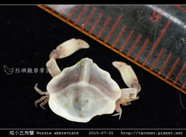 短小五角蟹 Nursia abbreviate_03.jpg