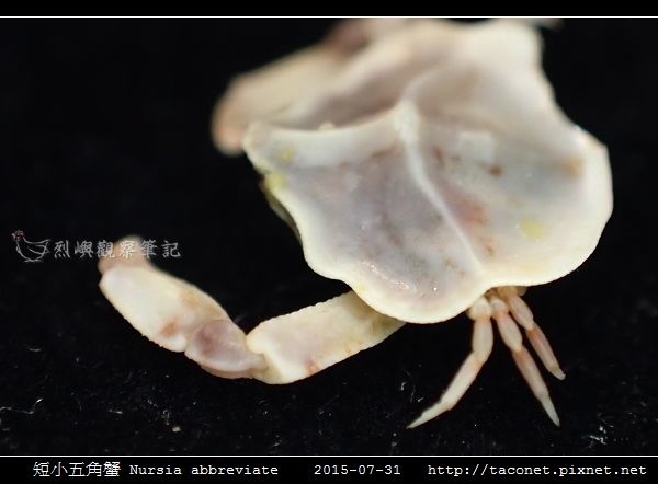 短小五角蟹 Nursia abbreviate_08.jpg