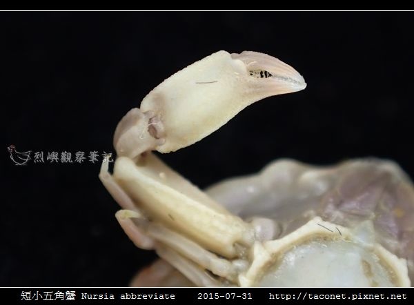 短小五角蟹 Nursia abbreviate_07.jpg