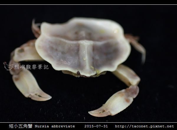 短小五角蟹 Nursia abbreviate_05.jpg