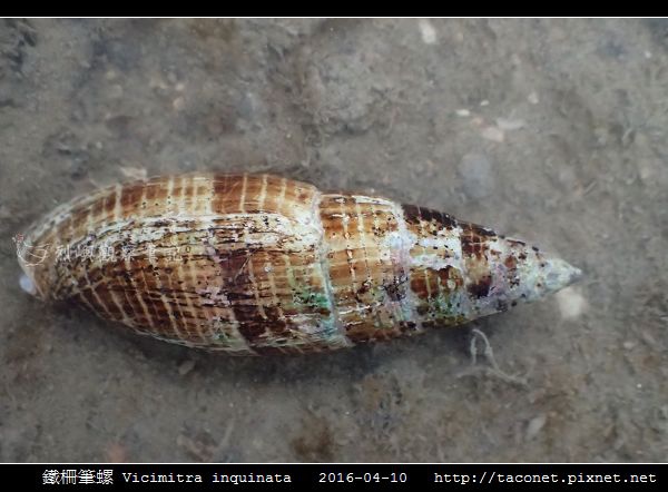 鐵柵筆螺 Vicimitra inquinata_05.jpg