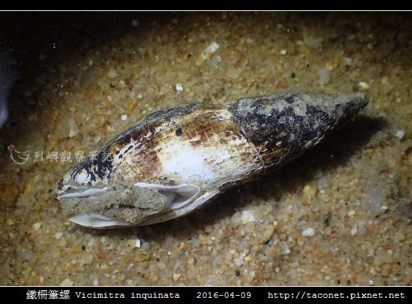 鐵柵筆螺 Vicimitra inquinata_04.jpg