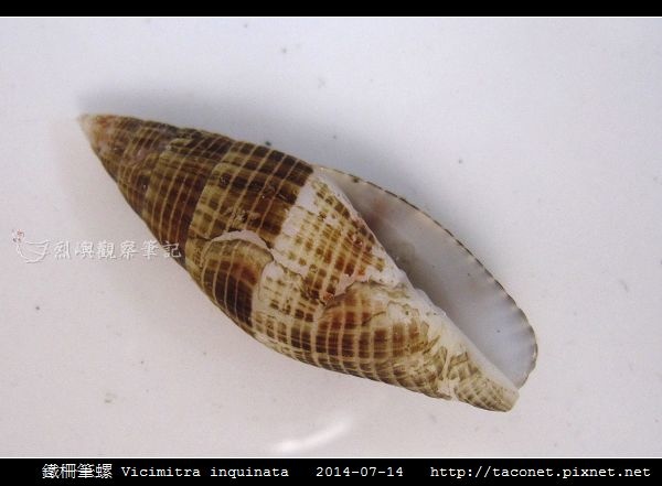 鐵柵筆螺 Vicimitra inquinata_02.jpg