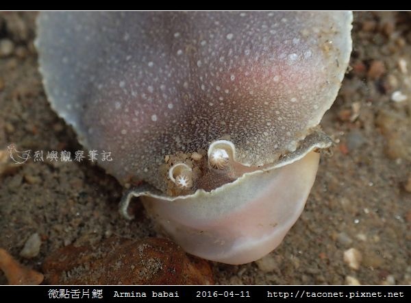 微點舌片鰓 Armina babai_11.jpg