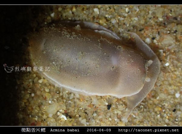 微點舌片鰓 Armina babai_02.jpg
