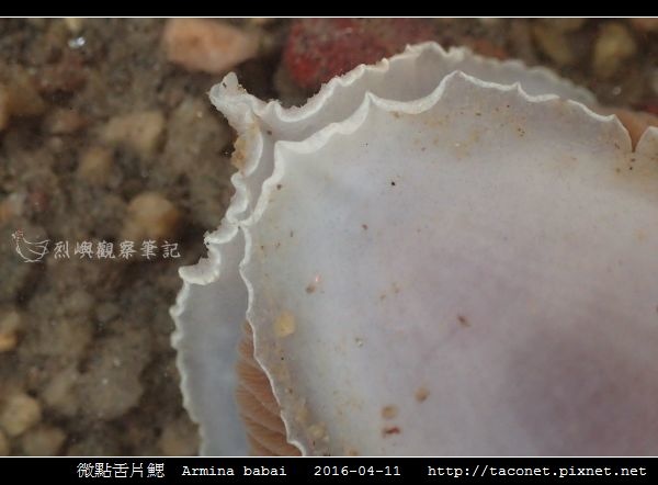 微點舌片鰓 Armina babai_10.jpg