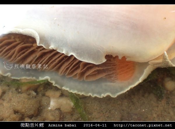 微點舌片鰓 Armina babai_09.jpg