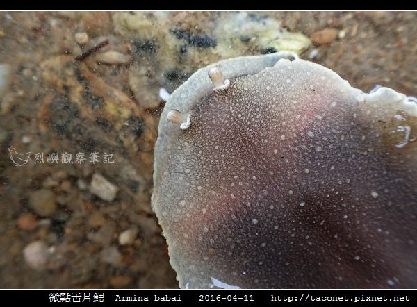 微點舌片鰓 Armina babai_08.jpg