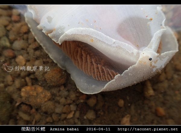 微點舌片鰓 Armina babai_07.jpg