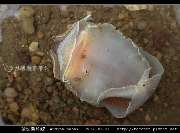 微點舌片鰓 Armina babai_06.jpg