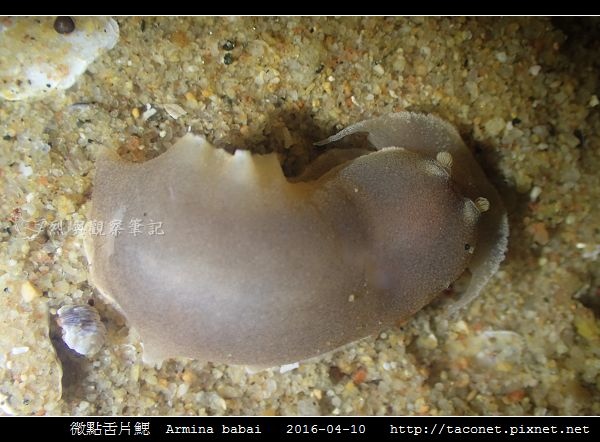 微點舌片鰓 Armina babai_04.jpg