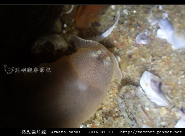 微點舌片鰓 Armina babai_03.jpg