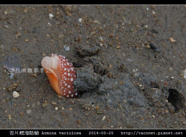 舌片鰓海蛞蝓 Armina variolosa_01.jpg