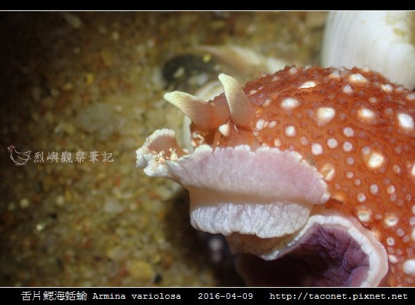舌片鰓海蛞蝓 Armina variolosa_14.jpg