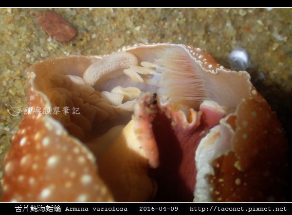 舌片鰓海蛞蝓 Armina variolosa_12.jpg