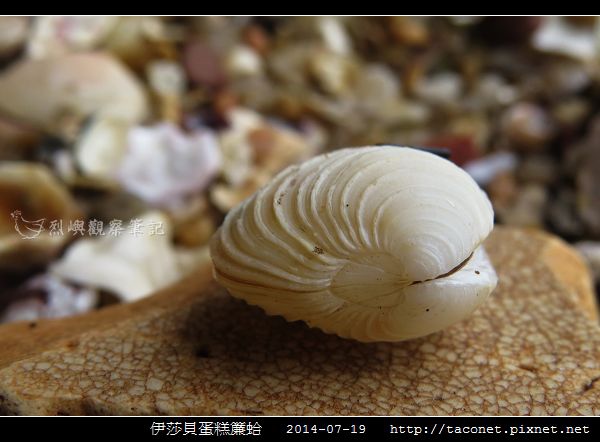 伊莎貝蛋糕簾蛤 Placamen isabellina相簿封面