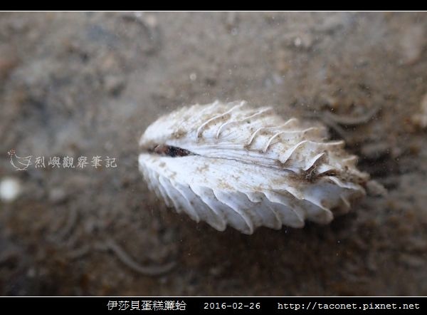 伊莎貝蛋糕簾蛤 Placamen isabellina_06.jpg