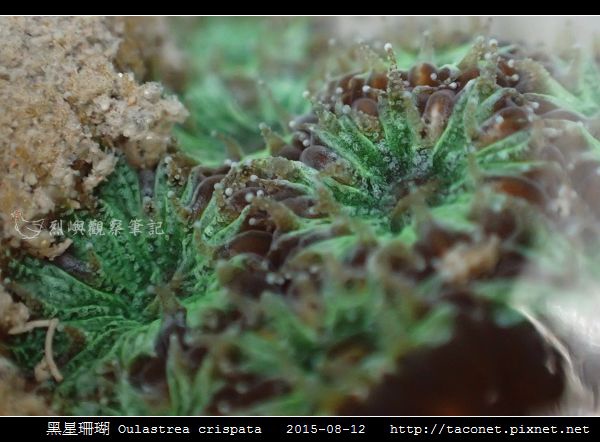 黑星珊瑚 Oulastrea crispata相簿封面
