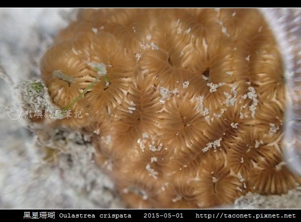 黑星珊瑚 Oulastrea crispata_15.jpg