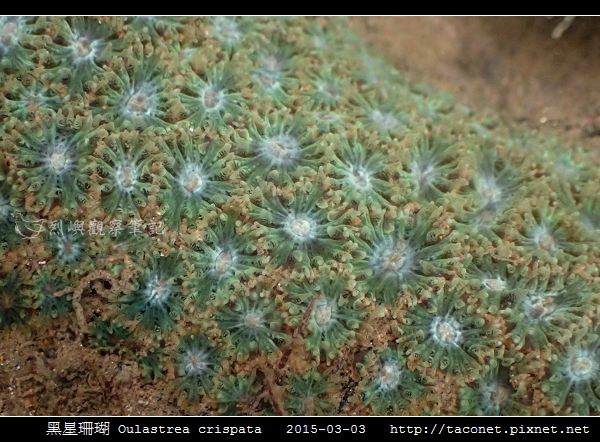 黑星珊瑚 Oulastrea crispata_12.jpg