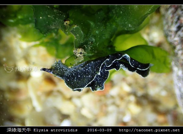 深綠海天牛 Elysia atroviridis_05.jpg