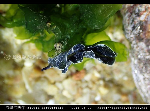 深綠海天牛 Elysia atroviridis_04.jpg