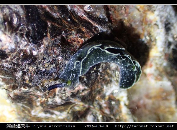 深綠海天牛 Elysia atroviridis_01.jpg