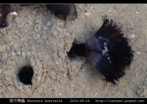 南方帚蟲 Phoronis australis_09.jpg