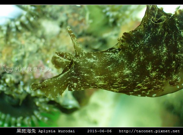 黑斑海兔 Aplysia kurodai _05.jpg