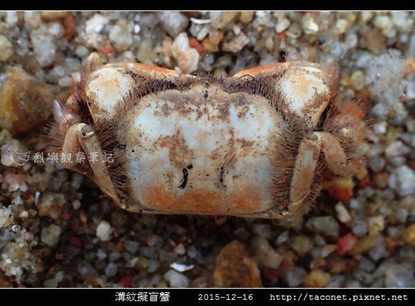 溝紋擬盲蟹 Typhlocarcinops canaliculata相簿封面