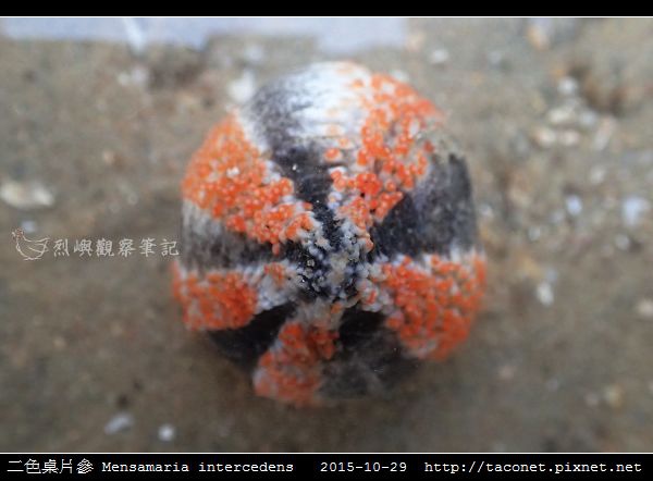 二色桌片參 Mensamaria intercedens_14.jpg