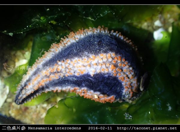 二色桌片參 Mensamaria intercedens_06.jpg