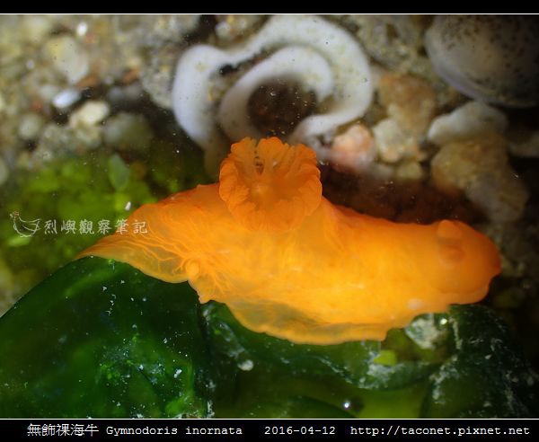 無飾祼海牛 Gymnodoris inornata_11.jpg