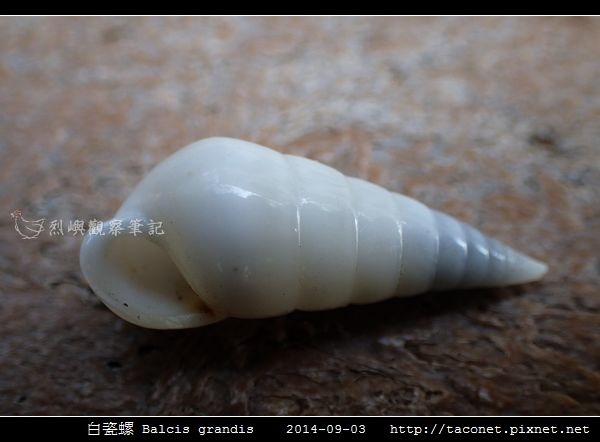 白瓷螺 Balcis grandis_09.jpg