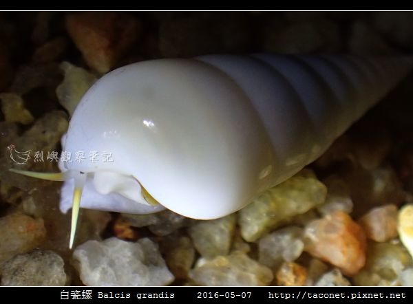 白瓷螺 Balcis grandis_07.jpg