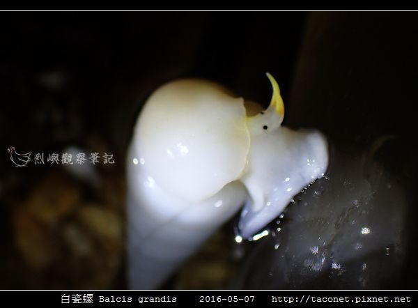 白瓷螺 Balcis grandis_06.jpg