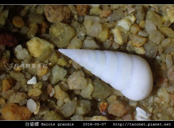 白瓷螺 Balcis grandis_04.jpg