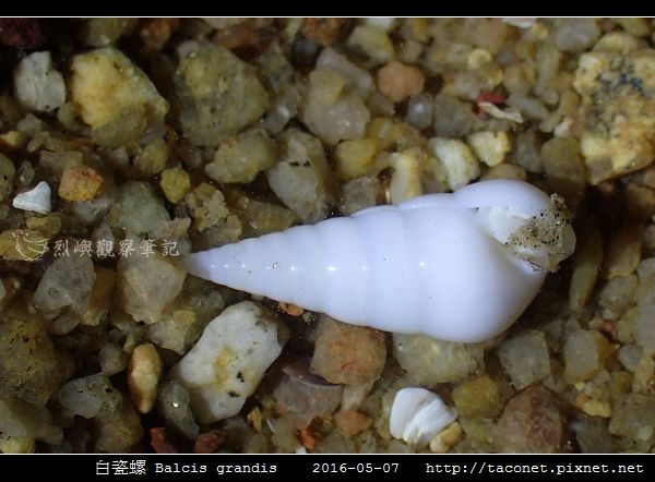 白瓷螺 Balcis grandis_02.jpg