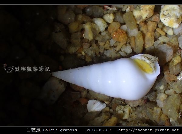 白瓷螺 Balcis grandis_03.jpg